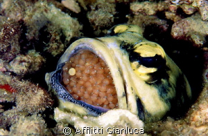 jaw fish with eggs by Afflitti Gianluca 